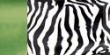 HUŚTAWKA DZIECIĘCA - WISZĄCY FOTEL HANG MINI Zebra
